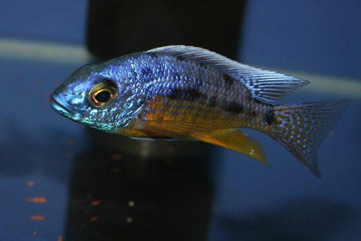 Protomelas sp. 'spilonotus tanzania'